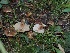  ( - FDS-CA-06743)  @11 [ ] by (2024) Justin Paulin Fungal Diversity Survey
