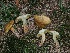  (Suillus discolor - FDS-CA-06745)  @11 [ ] by (2024) Justin Paulin Fungal Diversity Survey