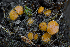  (Ramsbottomia sp. IN01 - FDS-CA-06749)  @11 [ ] by (2024) Justin Paulin Fungal Diversity Survey