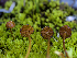  ( - FDS-CA-06750)  @11 [ ] by (2024) Justin Paulin Fungal Diversity Survey