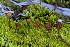  ( - FDS-CA-06750)  @11 [ ] by (2024) Justin Paulin Fungal Diversity Survey