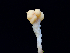  ( - FDS-CA-06751)  @11 [ ] by (2024) Justin Paulin Fungal Diversity Survey