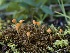  ( - FDS-CA-06751)  @11 [ ] by (2024) Justin Paulin Fungal Diversity Survey