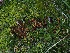  ( - FDS-CA-06751)  @11 [ ] by (2024) Justin Paulin Fungal Diversity Survey