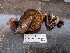  ( - FDS-CA-05251)  @11 [ ] c (2024) Andrew Claassen Fungal Diversity Survey