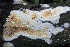  ( - FDS-CA-05058)  @11 [ ] by-nc (2024) Taye Bright Fungal Diversity Survey