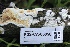 ( - FDS-CA-05058)  @11 [ ] by-nc (2024) Taye Bright Fungal Diversity Survey