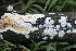  ( - FDS-CA-05058)  @11 [ ] by-nc (2024) Taye Bright Fungal Diversity Survey