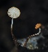  ( - FDS-CA-05065)  @11 [ ] by-nc (2024) Taye Bright Fungal Diversity Survey