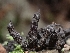  (Xylaria sp. apiculata-NZ01 - FDS-CA-05103)  @11 [ ] by (2024) Mandy Hackney Fungal Diversity Survey