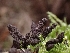  ( - FDS-CA-05103)  @11 [ ] by (2024) Mandy Hackney Fungal Diversity Survey