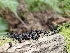  ( - FDS-CA-05103)  @11 [ ] by (2024) Mandy Hackney Fungal Diversity Survey