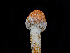  ( - FDS-CA-06752)  @11 [ ] by (2024) Justin Paulin Fungal Diversity Survey