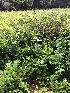  ( - FDS-CA-06752)  @11 [ ] by (2024) Justin Paulin Fungal Diversity Survey