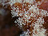  ( - FDS-CA-06601)  @11 [ ] by (2024) Justin Paulin Fungal Diversity Survey
