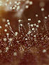  ( - FDS-CA-06601)  @11 [ ] by (2024) Justin Paulin Fungal Diversity Survey