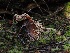  (Amblyosporium - FDS-CA-06601)  @11 [ ] by (2024) Justin Paulin Fungal Diversity Survey