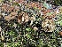  ( - FDS-CA-04832)  @11 [ ] by-nc (2024) Dean Lyons Fungal Diversity Survey