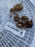  ( - FDS-CA-04832)  @11 [ ] by-nc (2024) Dean Lyons Fungal Diversity Survey