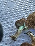  ( - FDS-CA-04832)  @11 [ ] by-nc (2024) Dean Lyons Fungal Diversity Survey