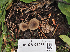  ( - FDS-CA-05968)  @11 [ ] by-nc (2024) Fresno Mycology Society Fungal Diversity Survey