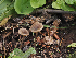  ( - FDS-CA-05968)  @11 [ ] by-nc (2024) Fresno Mycology Society Fungal Diversity Survey