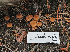 ( - FDS-CA-05969)  @11 [ ] by-nc (2024) Fresno Mycology Society Fungal Diversity Survey