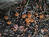  ( - FDS-CA-05969)  @11 [ ] by-nc (2024) Fresno Mycology Society Fungal Diversity Survey