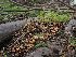  ( - FDS-CA-05972)  @11 [ ] by-nc (2024) Fresno Mycology Society Fungal Diversity Survey