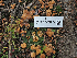  ( - FDS-CA-05972)  @11 [ ] by-nc (2024) Fresno Mycology Society Fungal Diversity Survey