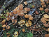  ( - FDS-CA-05972)  @11 [ ] by-nc (2024) Fresno Mycology Society Fungal Diversity Survey