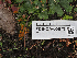  ( - FDS-CA-05973)  @11 [ ] by-nc (2024) Fresno Mycology Society Fungal Diversity Survey