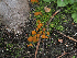  ( - FDS-CA-05973)  @11 [ ] by-nc (2024) Fresno Mycology Society Fungal Diversity Survey