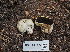  (Agaricus inapertus - FDS-CA-05977)  @11 [ ] by-nc (2024) Fresno Mycology Society Fungal Diversity Survey