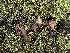  ( - FDS-CA-04852)  @11 [ ] by-nc (2024) Dean Lyons Fungal Diversity Survey