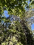  ( - FDS-CA-04852)  @11 [ ] by-nc (2024) Dean Lyons Fungal Diversity Survey