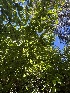  ( - FDS-CA-04852)  @11 [ ] by-nc (2024) Dean Lyons Fungal Diversity Survey