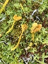  (Hygrocybe glacialis - FDS-CA-04870)  @11 [ ] by-nc (2024) Dean Lyons Fungal Diversity Survey