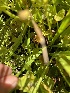  ( - FDS-CA-04870)  @11 [ ] by-nc (2024) Dean Lyons Fungal Diversity Survey