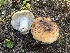  ( - FDS-CA-04868)  @11 [ ] by-nc (2024) Dean Lyons Fungal Diversity Survey