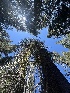  ( - FDS-CA-04868)  @11 [ ] by-nc (2024) Dean Lyons Fungal Diversity Survey