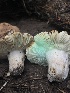  ( - FDS-CA-04833)  @11 [ ] by-nc (2024) Dean Lyons Fungal Diversity Survey