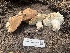  ( - FDS-CA-04833)  @11 [ ] by-nc (2024) Dean Lyons Fungal Diversity Survey