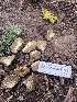 ( - FDS-CA-04848)  @11 [ ] by-nc (2024) Dean Lyons Fungal Diversity Survey