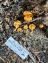  ( - FDS-CA-04838)  @11 [ ] by-nc (2024) Dean Lyons Fungal Diversity Survey