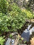  ( - FDS-CA-04838)  @11 [ ] by-nc (2024) Dean Lyons Fungal Diversity Survey