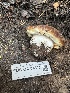 ( - FDS-CA-04843)  @11 [ ] by-nc (2024) Dean Lyons Fungal Diversity Survey