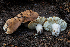  ( - FDS-CA-04833)  @11 [ ] by-nc (2024) Dean Lyons Fungal Diversity Survey