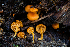  ( - FDS-CA-04838)  @11 [ ] by-nc (2024) Dean Lyons Fungal Diversity Survey