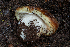  ( - FDS-CA-04843)  @11 [ ] by-nc (2024) Dean Lyons Fungal Diversity Survey